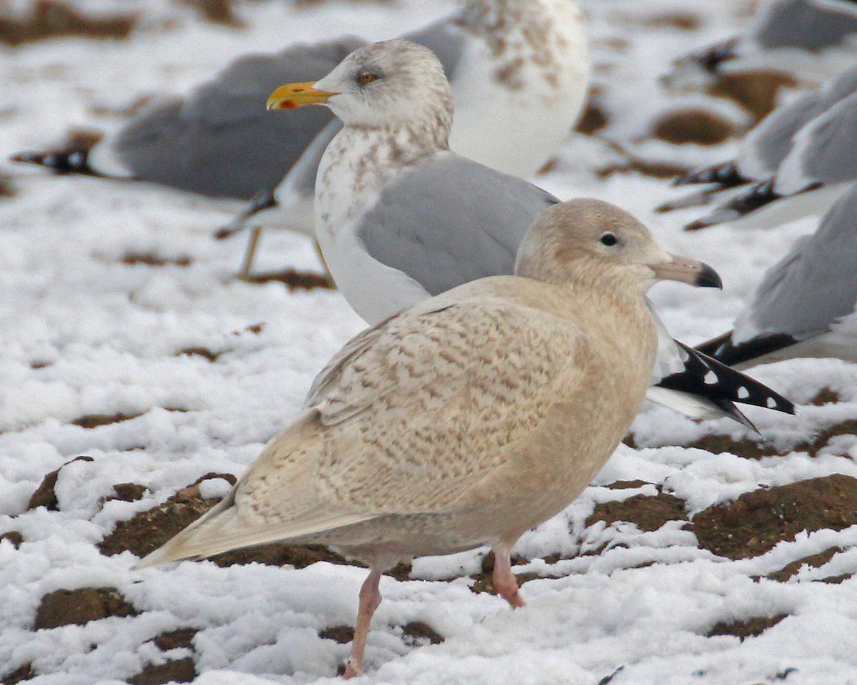 eBird Checklist 10 Jan 2024 Asotin County Regional Landfill 8 species