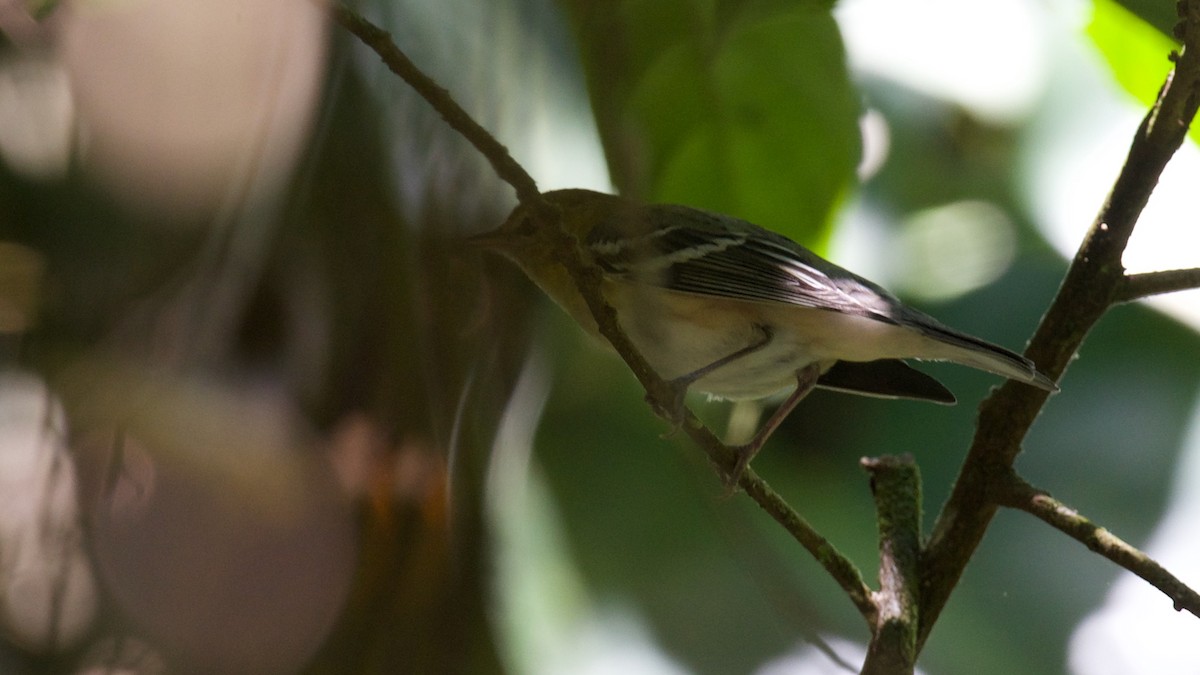 Bay-breasted Warbler - Diego Cueva