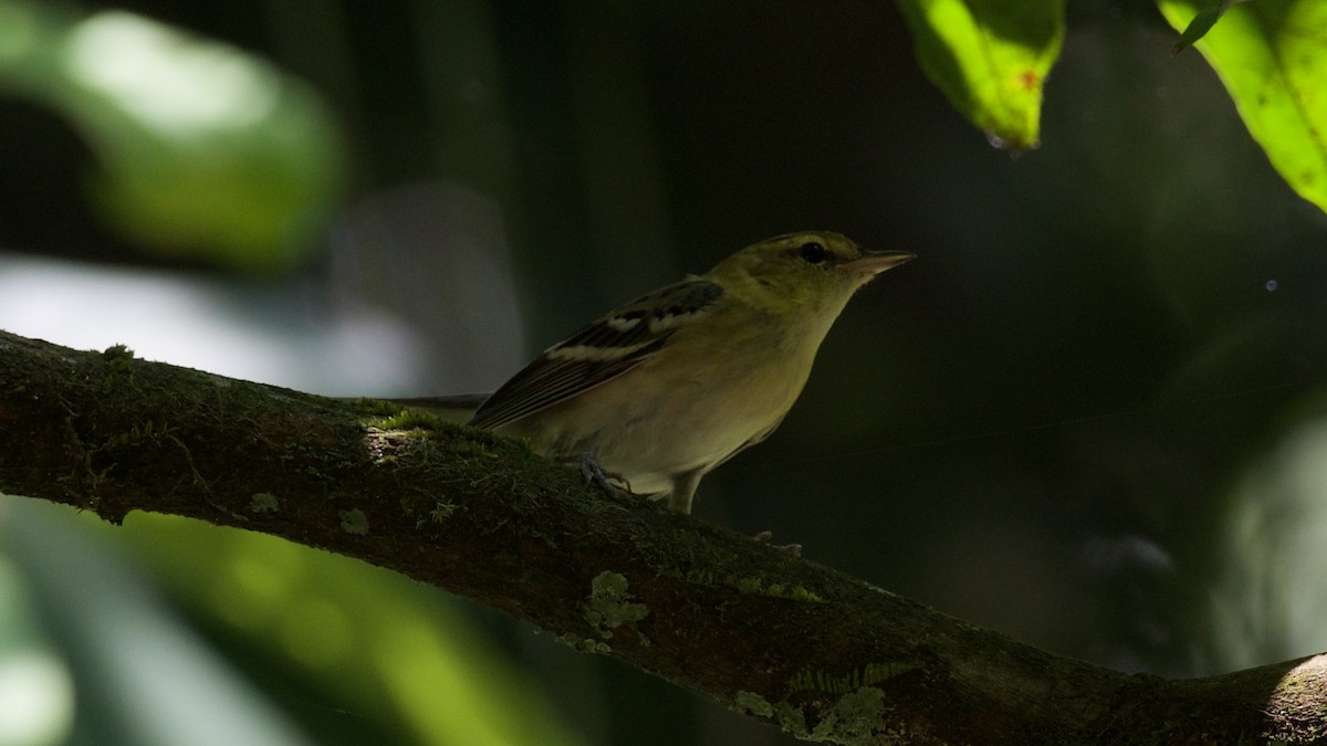 Bay-breasted Warbler - ML613350318