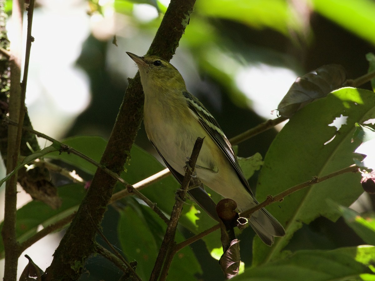 Bay-breasted Warbler - ML613350319