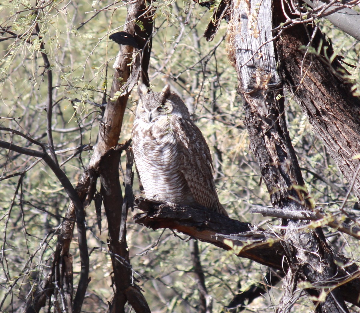Great Horned Owl - ML613350555