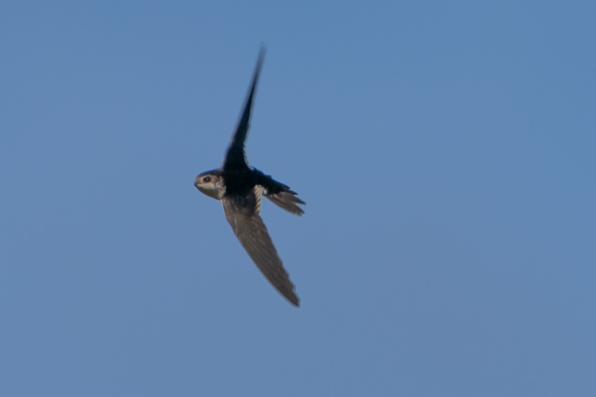 White-throated Swift - Sophie Cameron
