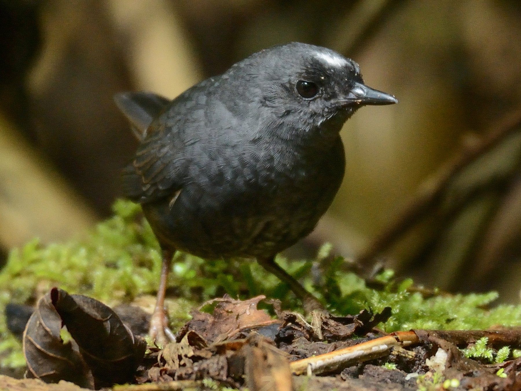 Santa Marta Tapaculo - eBird