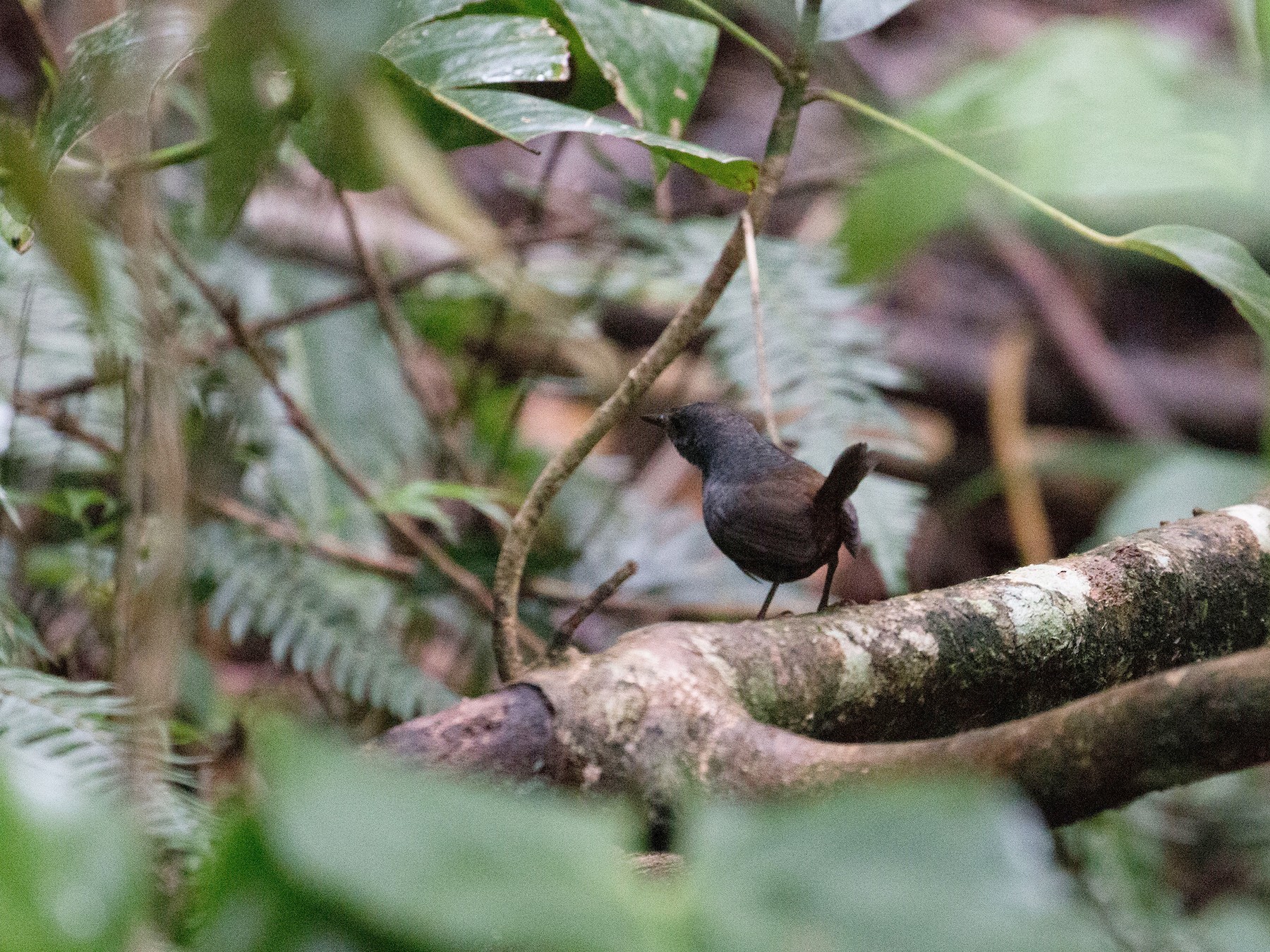 Santa Marta Tapaculo - eBird