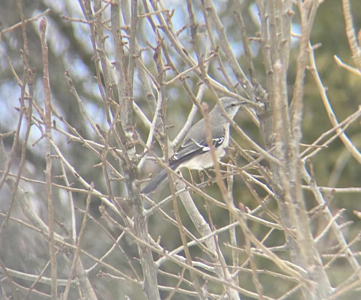 EBird Qu Bec Checklist 10 Jan 2024 Domicile 9 Species   1200