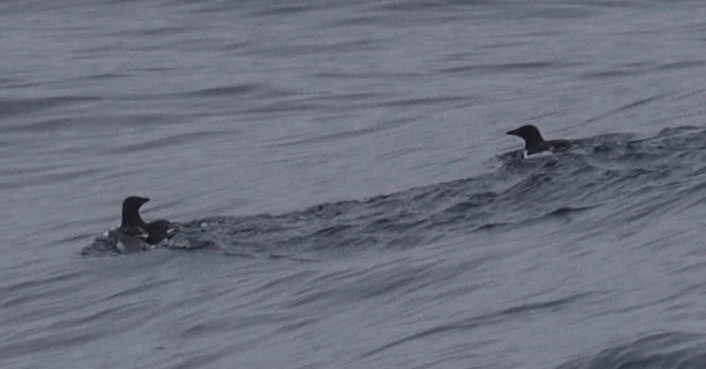 Thick-billed Murre - ML613350948