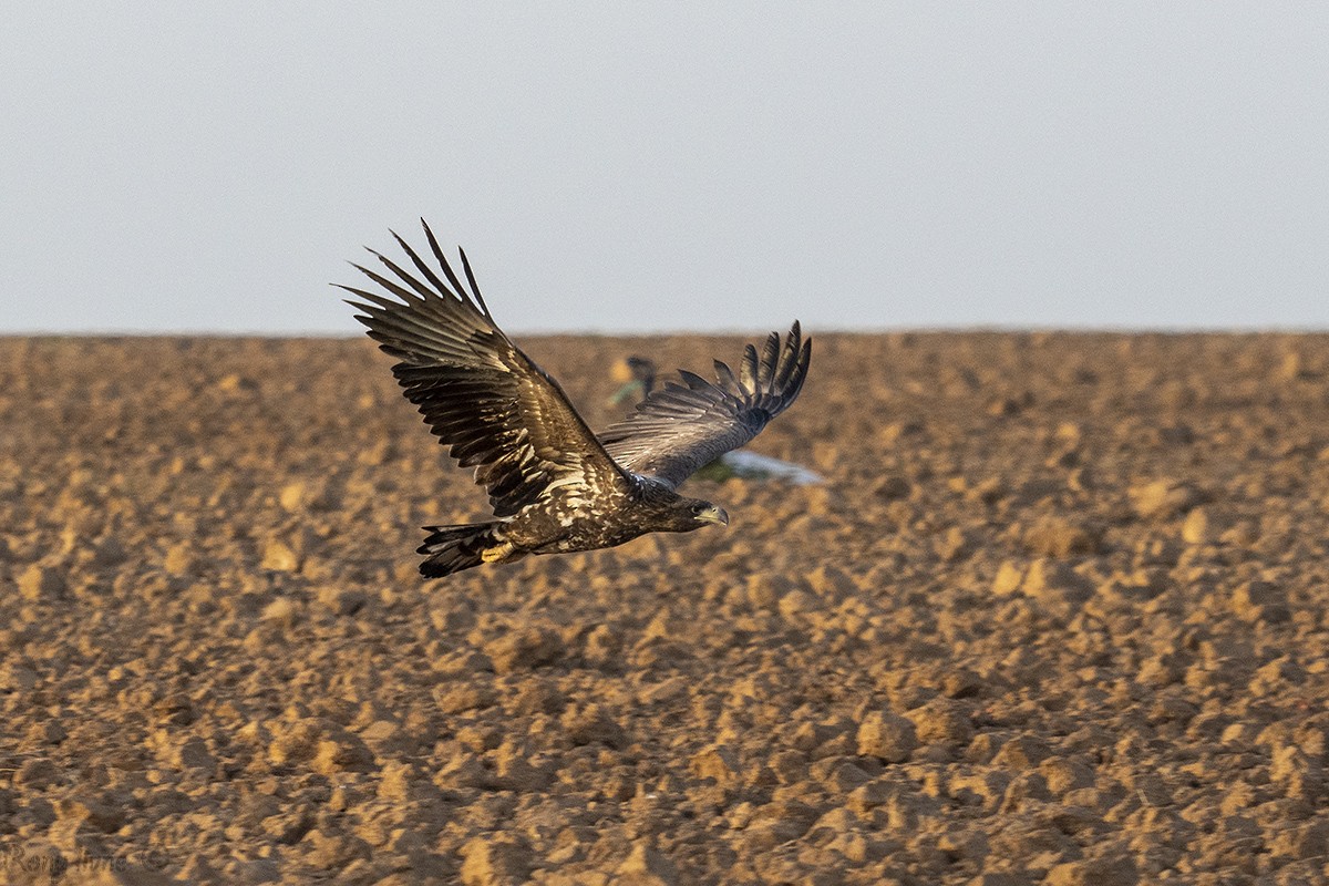 White-tailed Eagle - ML613350994