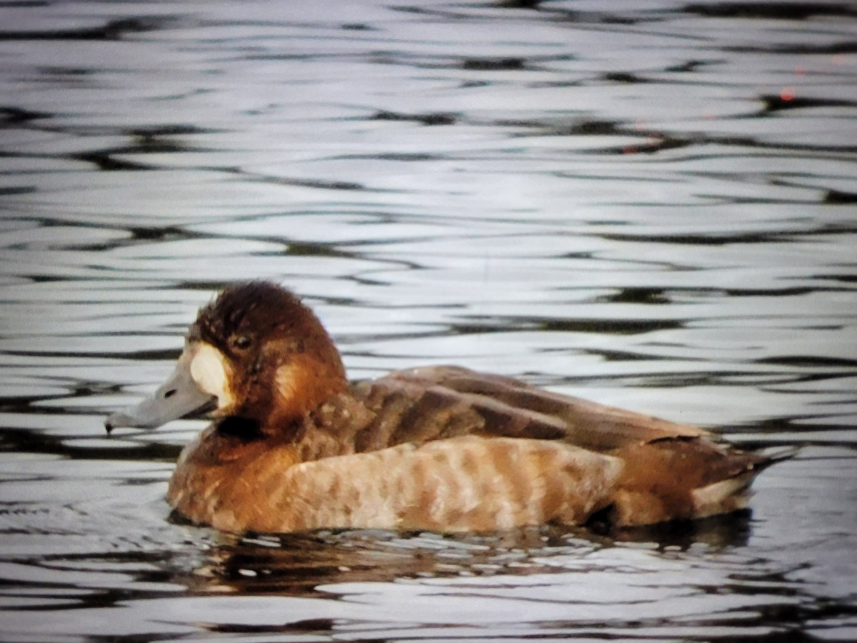 Greater Scaup - ML613351109