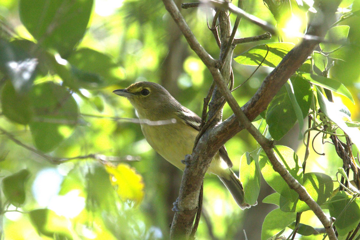 Thick-billed Vireo - ML613351118