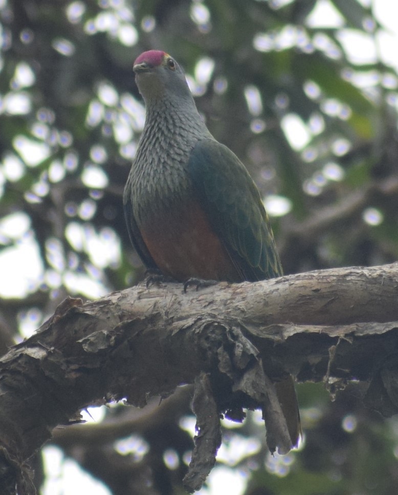 Rose-crowned Fruit-Dove - ML613351124