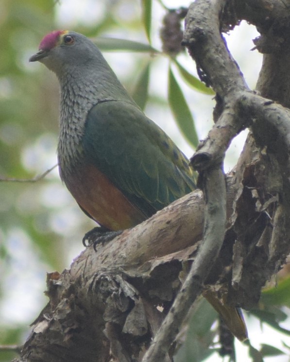 Rose-crowned Fruit-Dove - ML613351125