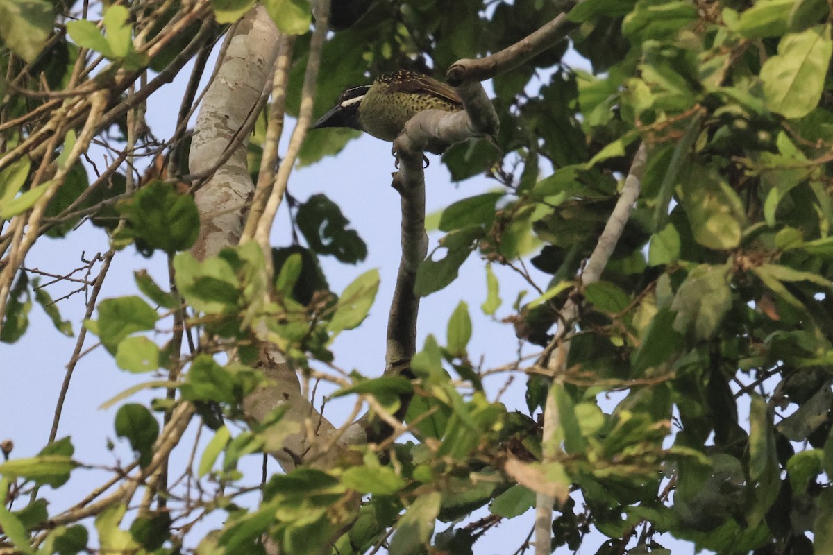 Fleckenbartvogel (hirsuta) - ML613351138