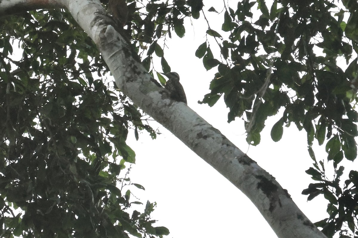 Fire-bellied Woodpecker - ML613351340