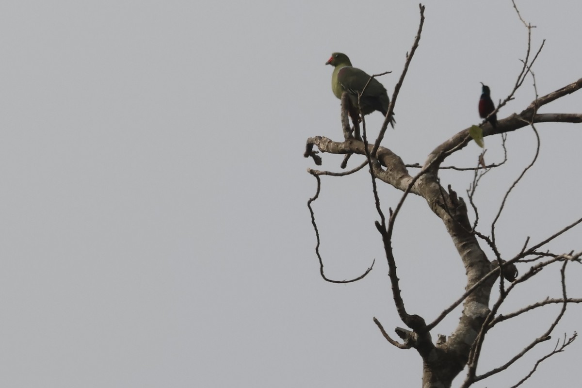 African Green-Pigeon (African) - ML613351512