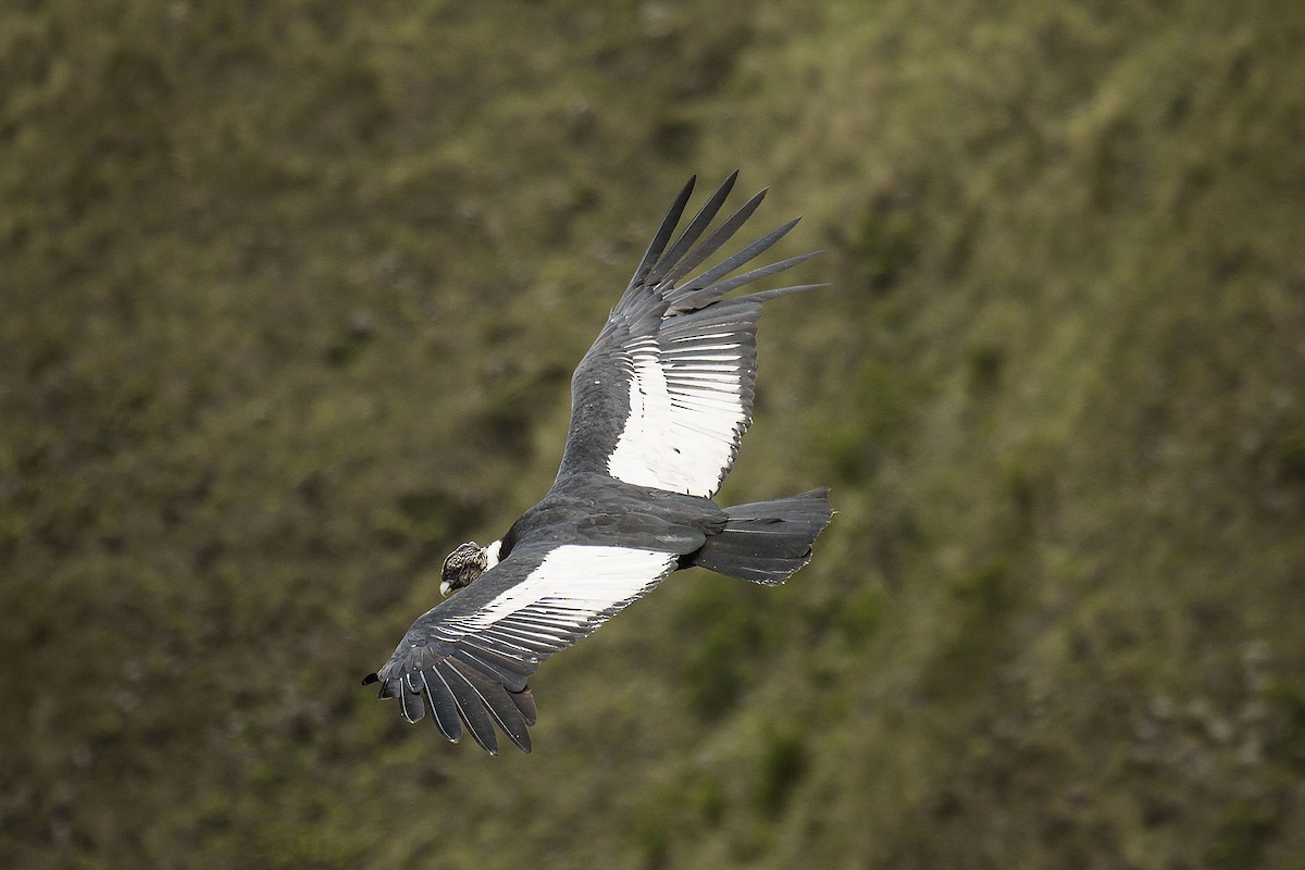 Andean Condor - ML613351551