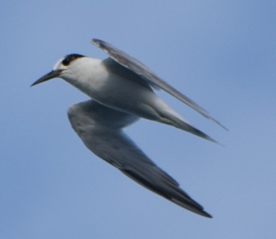 Little Tern - ML613351589