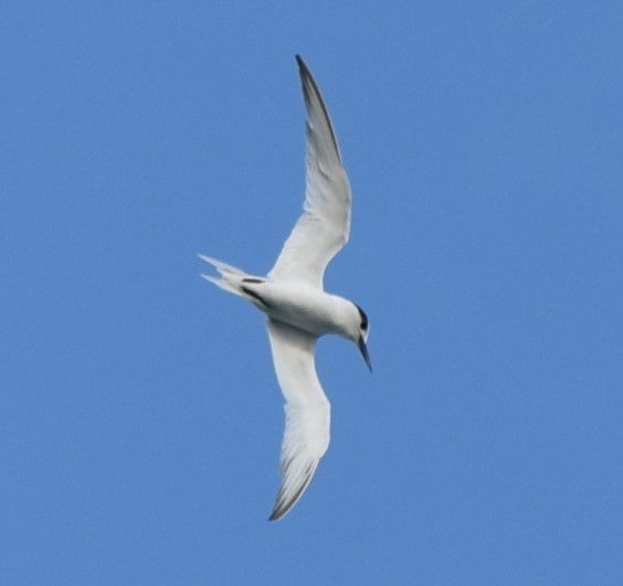Little Tern - ML613351590