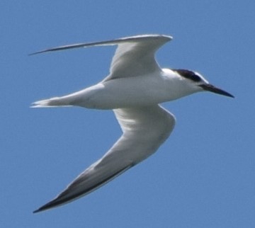 Little Tern - ML613351613