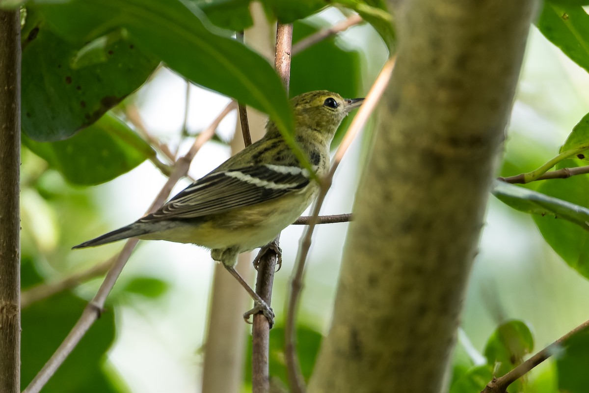 Bay-breasted Warbler - ML613351976