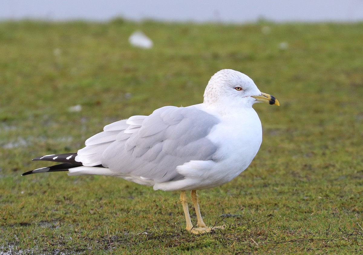 Ring-billed Gull - Mike Fung