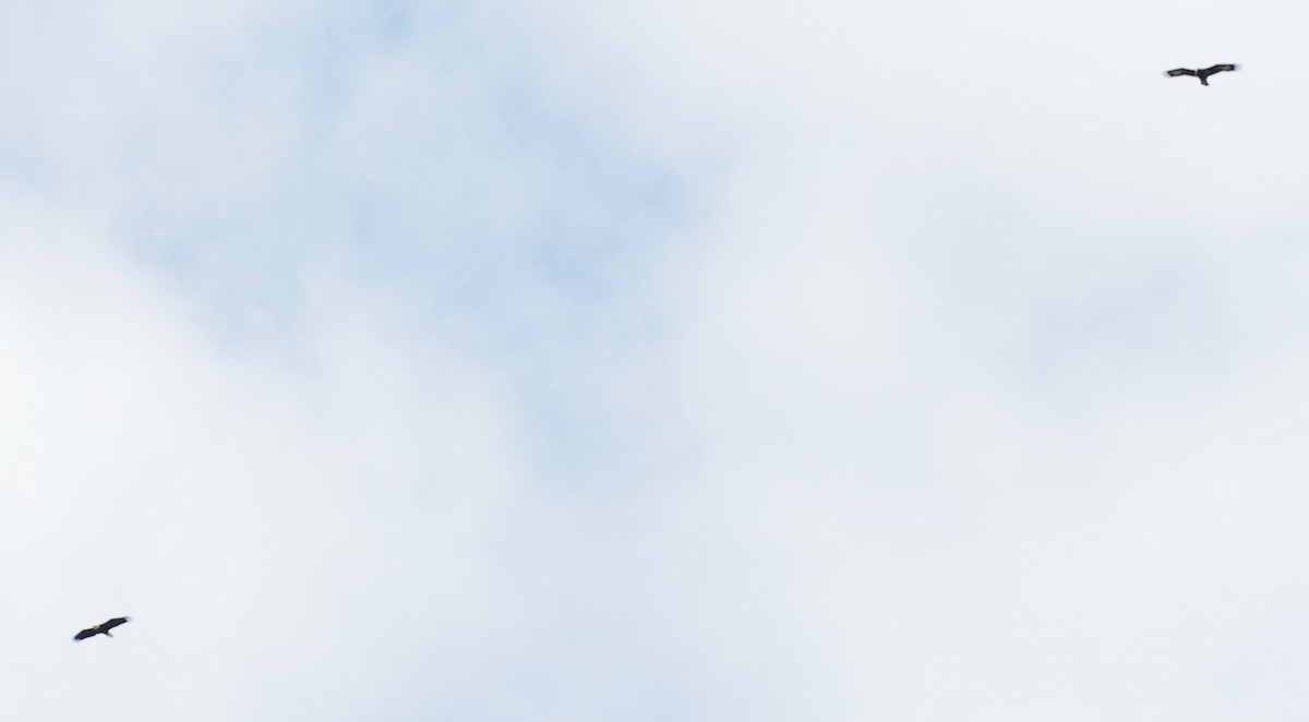 Белоголовый орлан - ML613352141