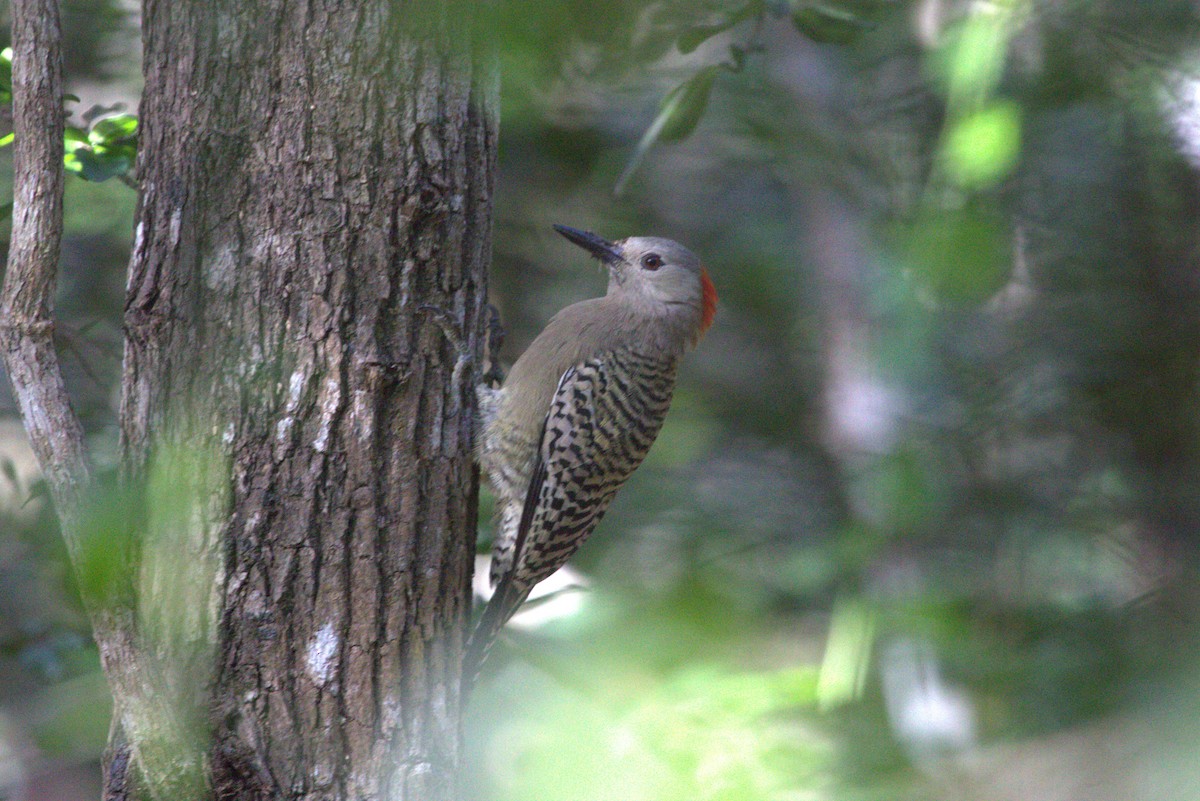 West Indian Woodpecker - ML613352295