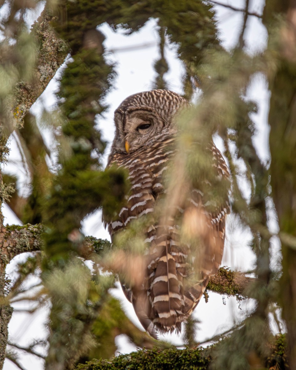 Barred Owl - ML613352408