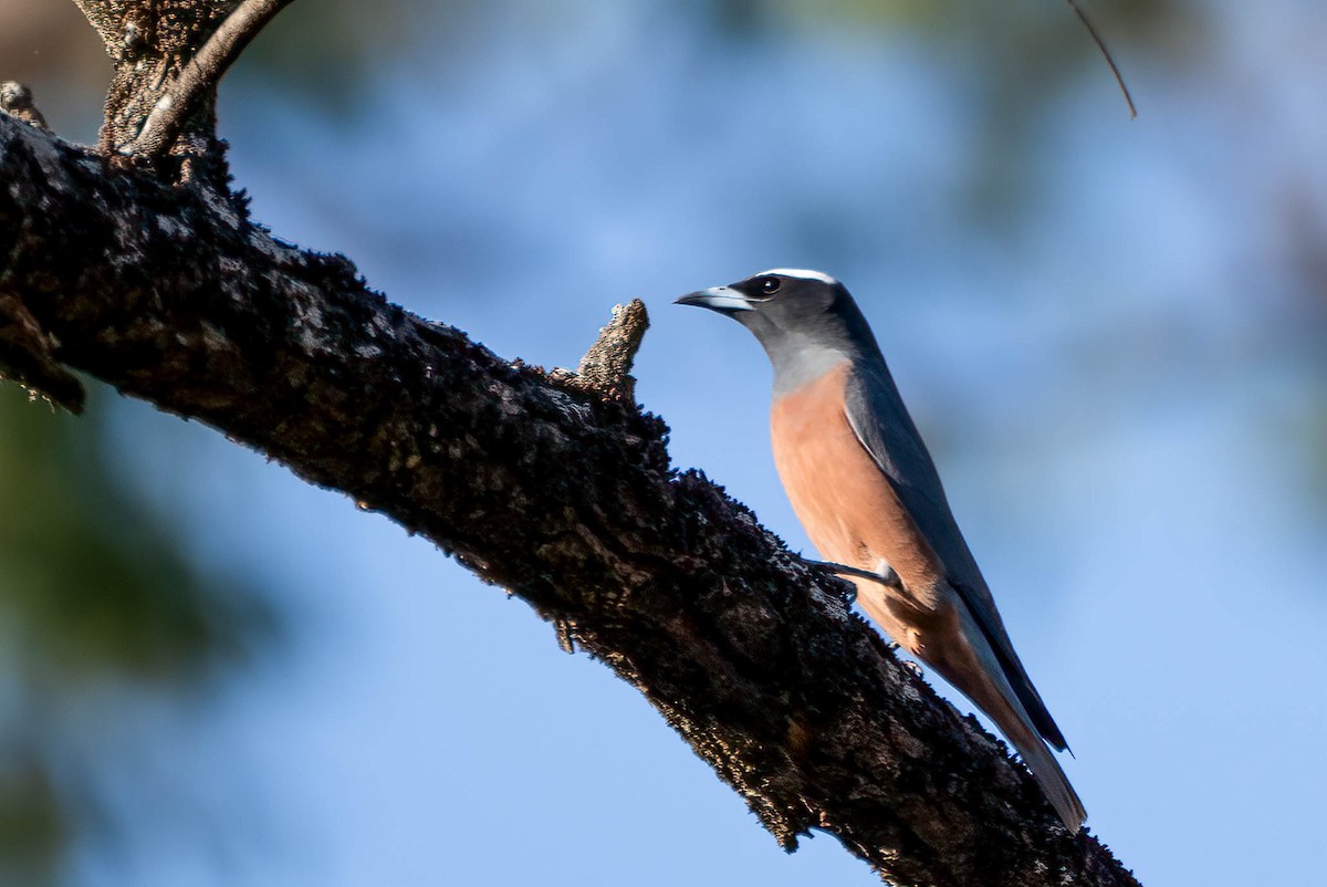 White-browed Woodswallow - ML613352415