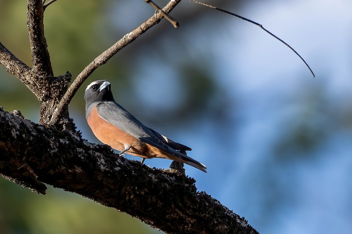 White-browed Woodswallow - ML613352417