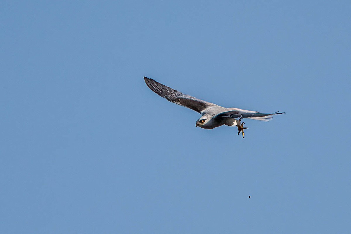 Black-shouldered Kite - ML613352825