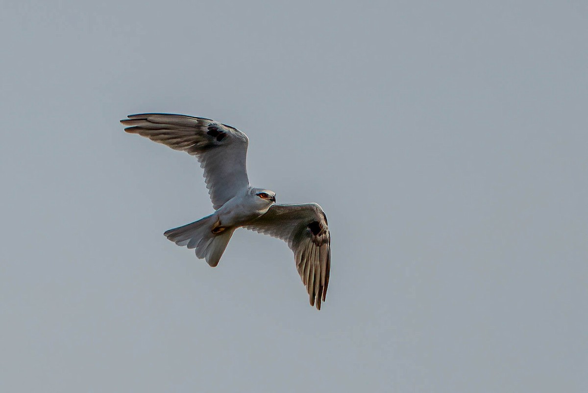 Black-shouldered Kite - Gustino Lanese