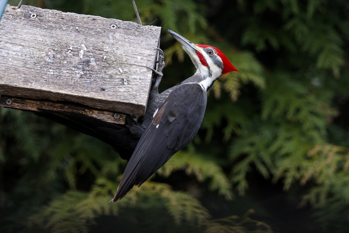 Pileated Woodpecker - ML613352979