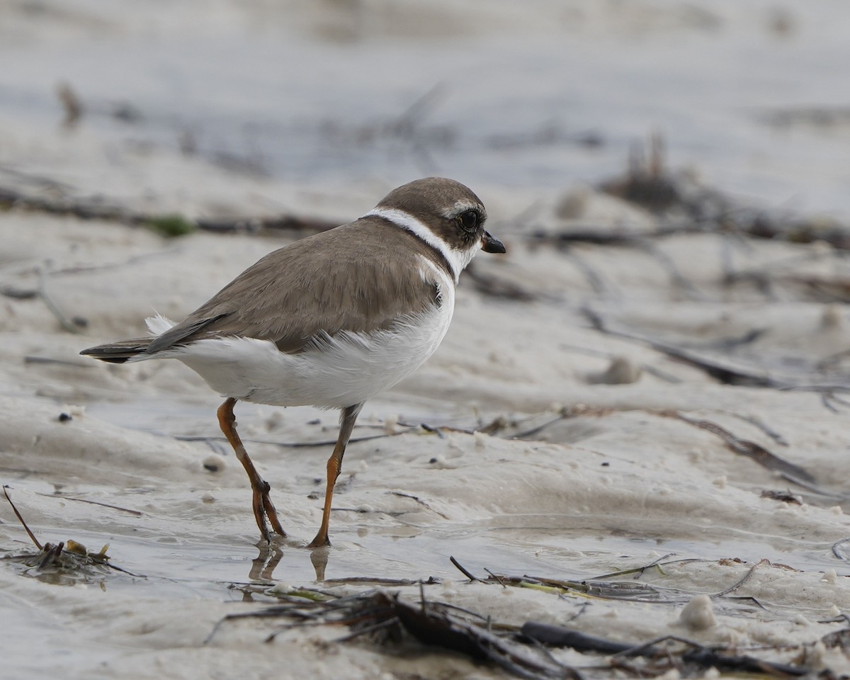 Semipalmated Plover - ML613353291