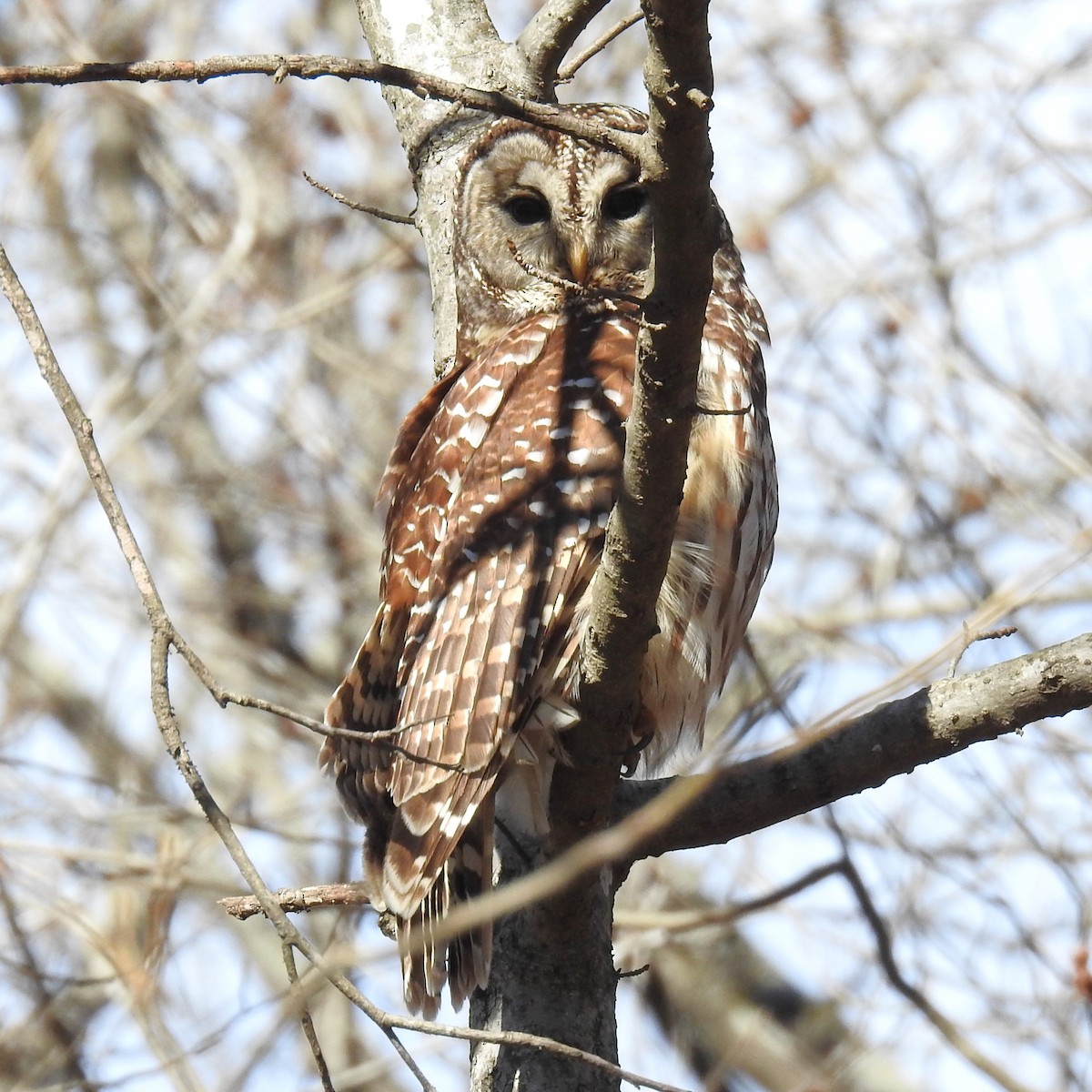 Barred Owl - ML613353459