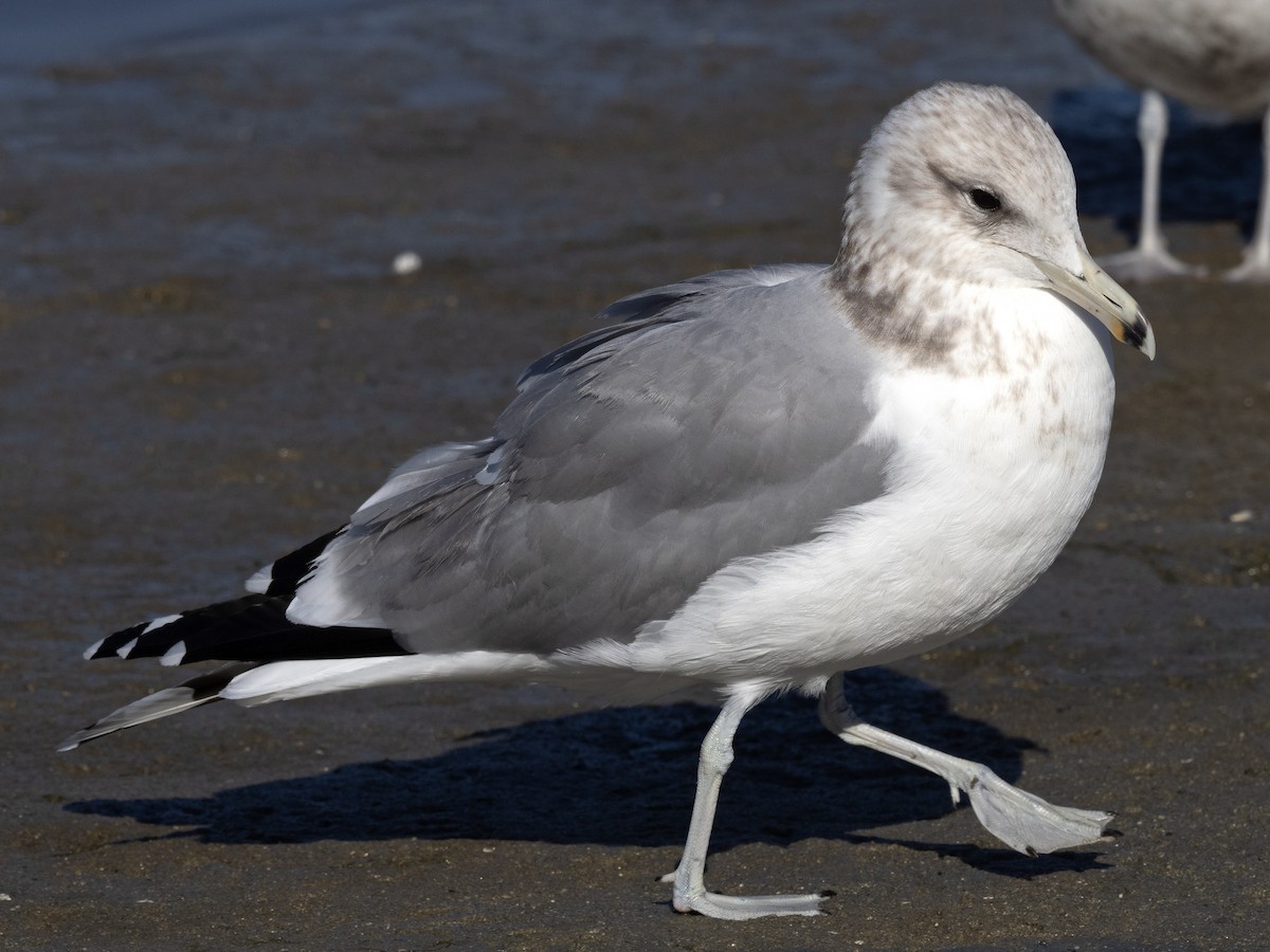 California Gull (albertaensis) - ML613353542
