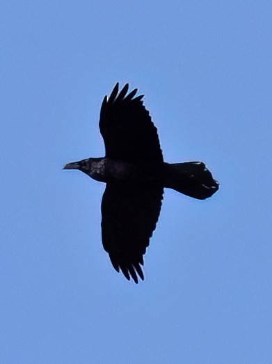 Common Raven - ML613353644