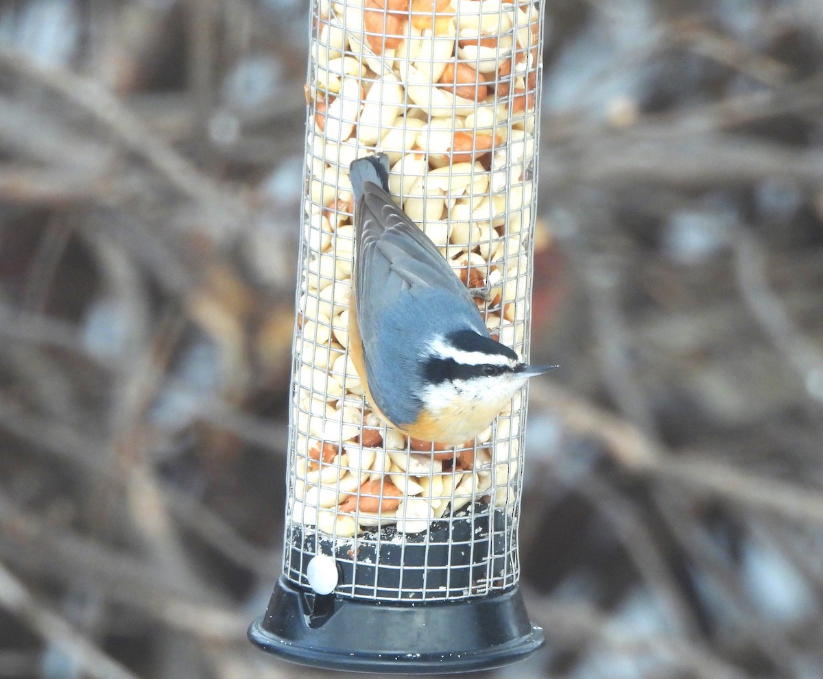 Red-breasted Nuthatch - ML613353919