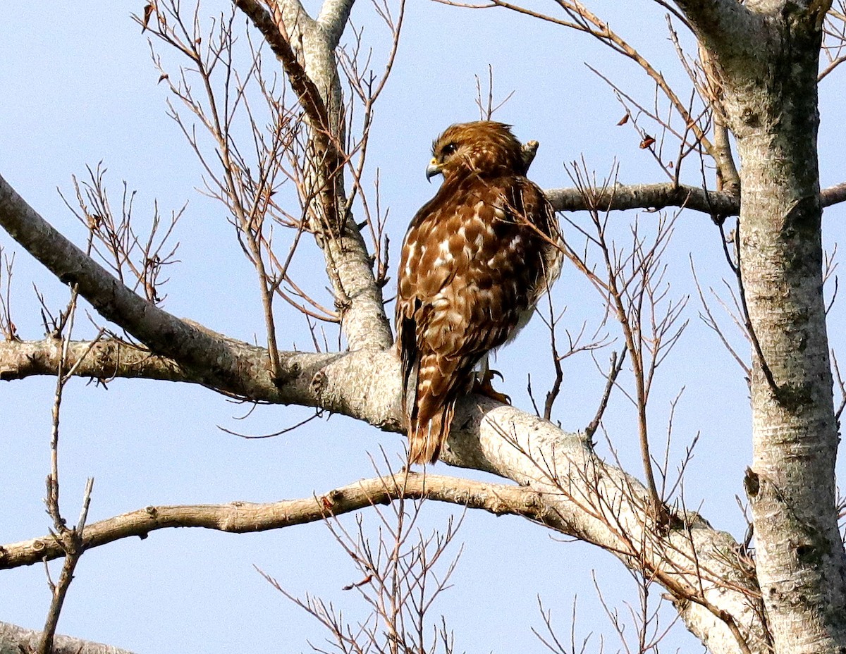 EBird Checklist 10 Jan 2024 Dreher Park South 25 Species   1200