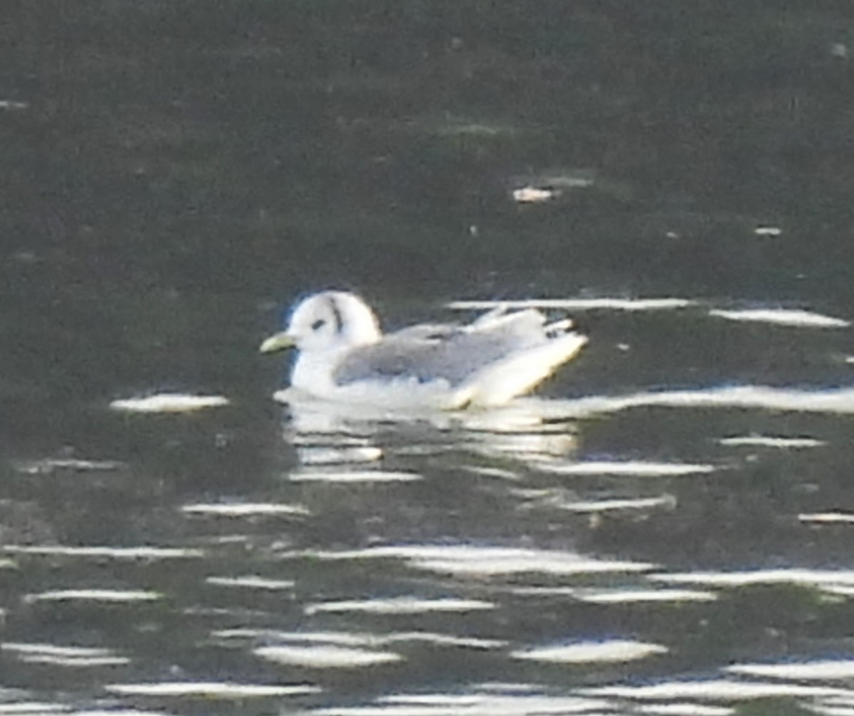 Mouette tridactyle - ML613354297