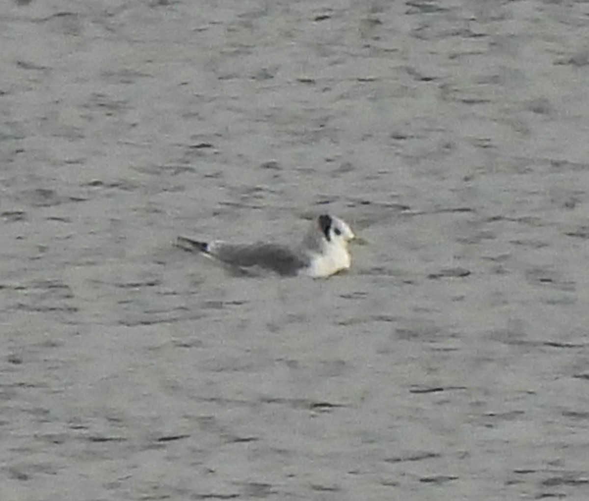 Mouette tridactyle - ML613354299