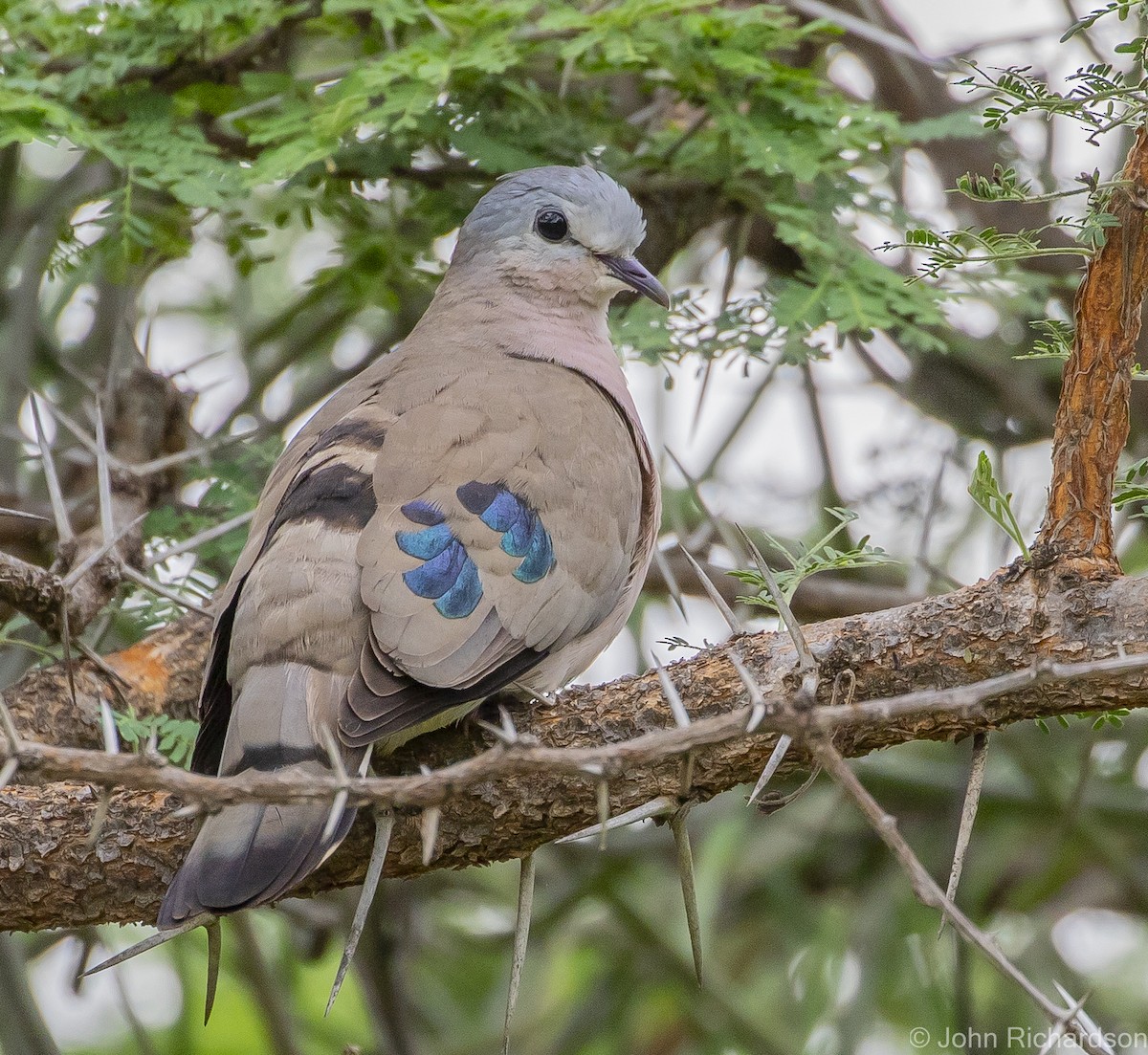 Emerald-spotted Wood-Dove - ML613354303