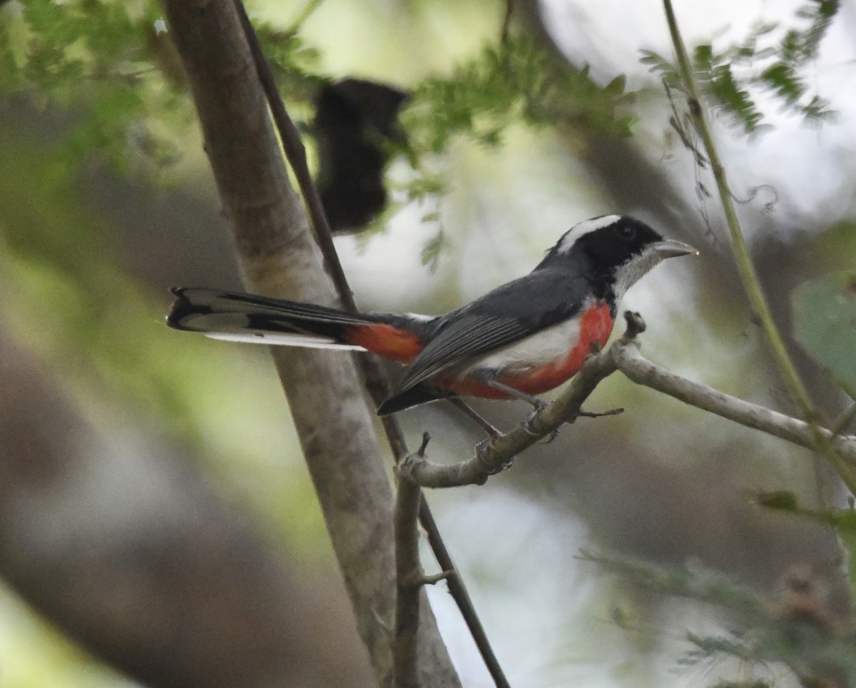 Red-breasted Chat - ML613354378