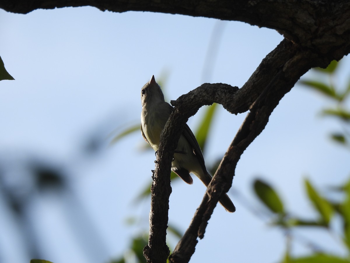 Southern Mouse-colored Tyrannulet - ML613354487