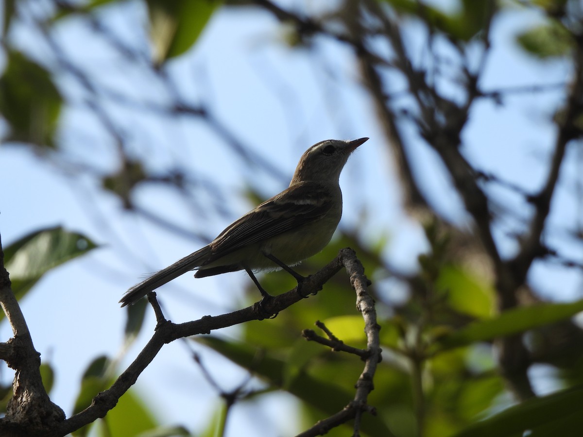 Southern Mouse-colored Tyrannulet - ML613354488
