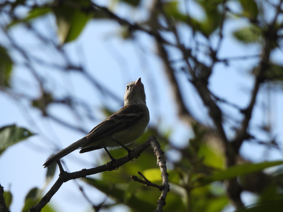 Southern Mouse-colored Tyrannulet - ML613354489