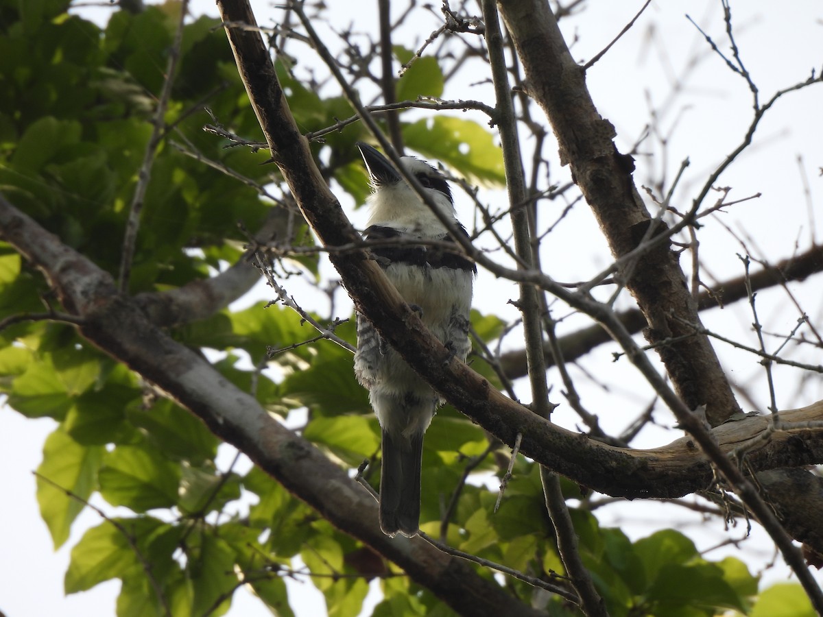 White-necked Puffbird - ML613354580