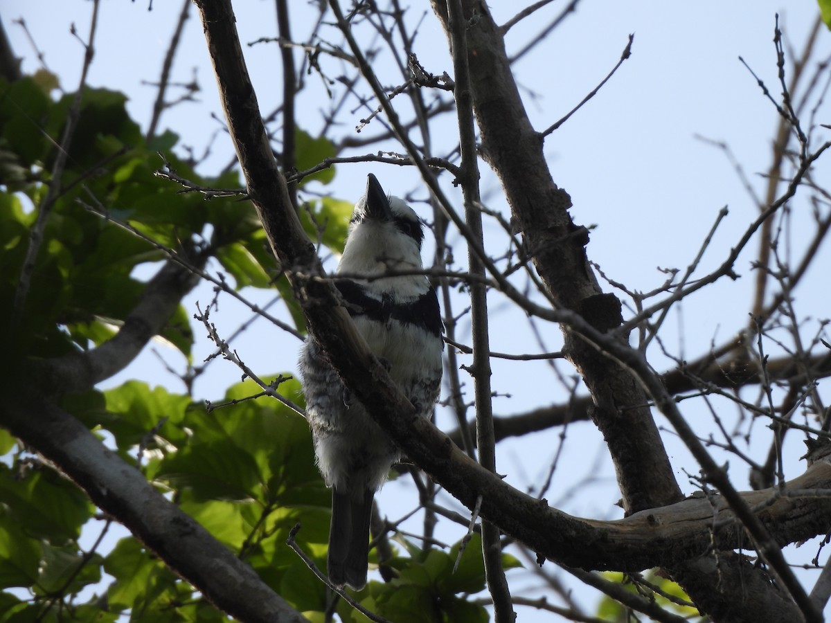 White-necked Puffbird - ML613354582