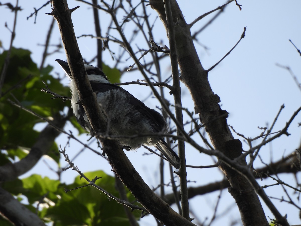 White-necked Puffbird - ML613354583