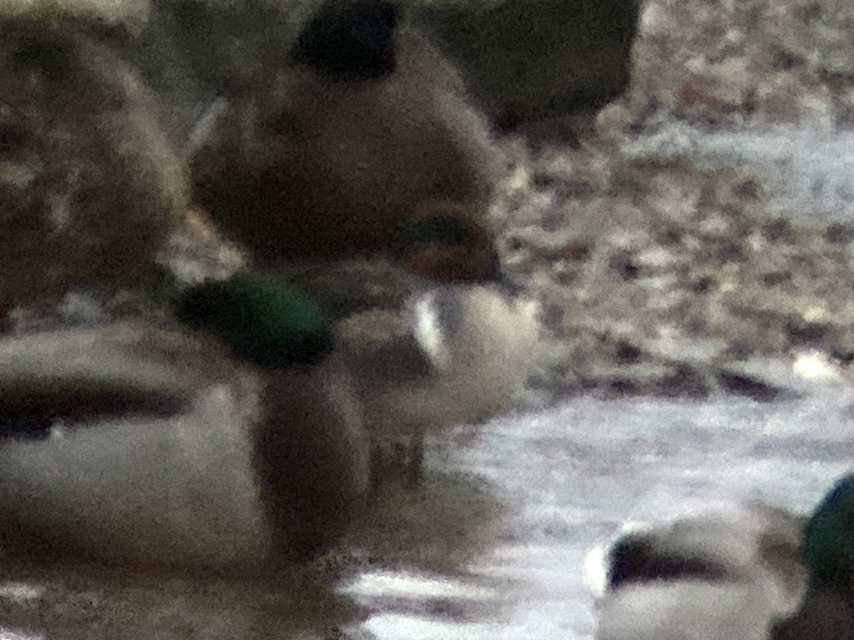 Green-winged Teal - ML613354892