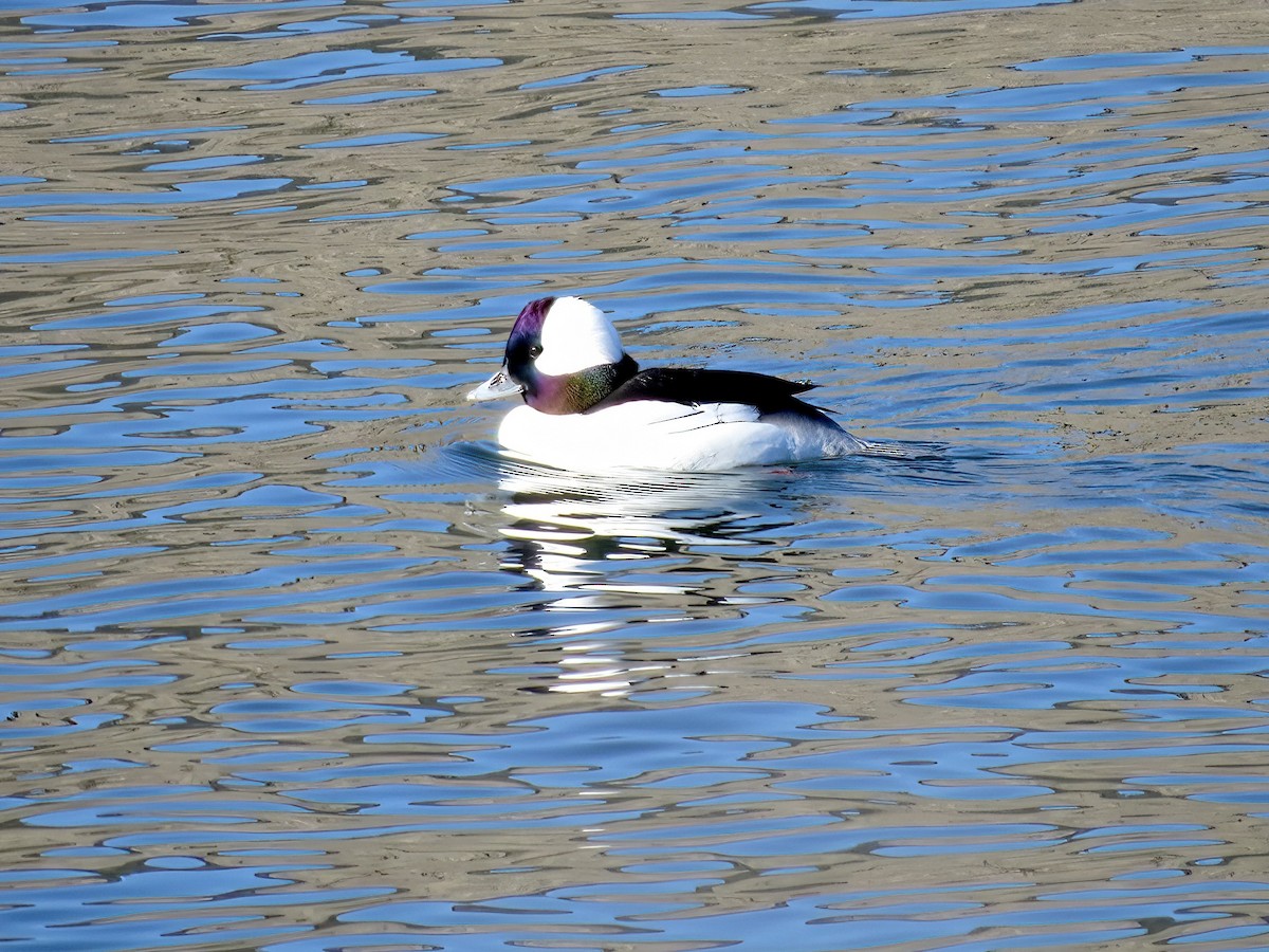 eBird Checklist 8 Jan 2024 Lake Skinner County Park 77 species